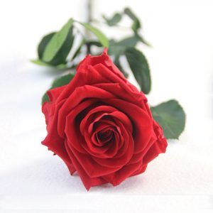 Rosa eterna de color roja