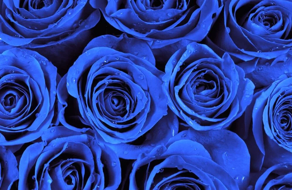 Rosas Azules Significado