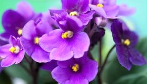 ramito de violetas