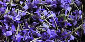 violetas-silvestres
